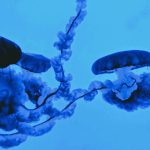 Qué es la Biotecnología marina o biotecnología azul