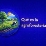 Qué es la agroforestería: tipos, aplicaciones, ejemplos y ventajas en la agricultura actual Qué es la agroforestería